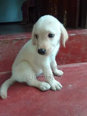 Labrador Puppy
