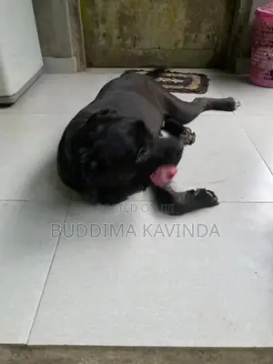Cane Corso Female Dog