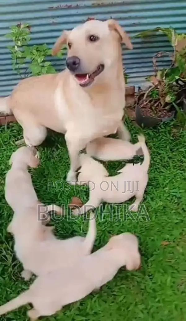Labrador Puppy