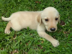 Labrador Puppy
