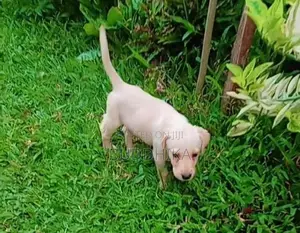 Labrador Puppy
