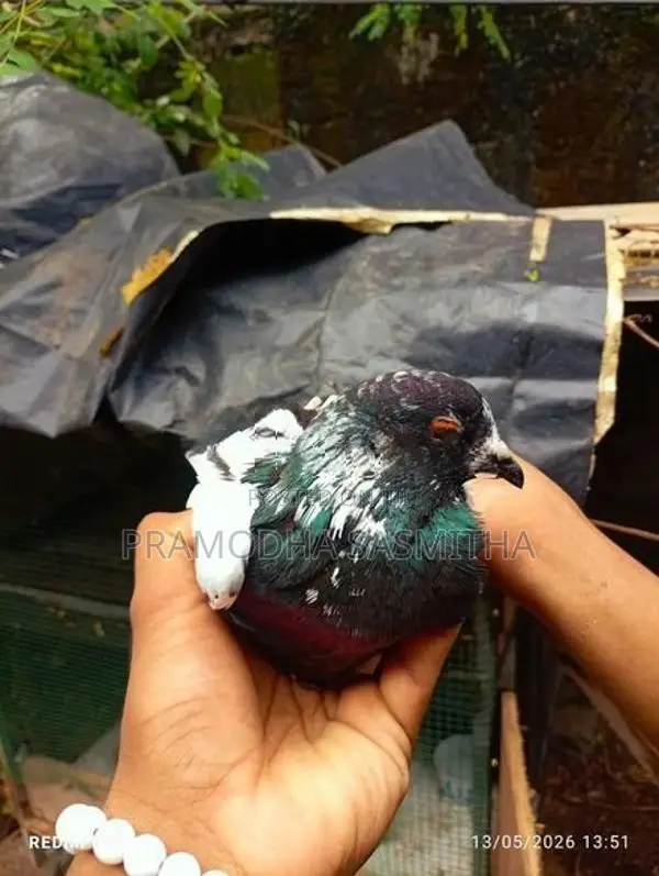 Pigeon