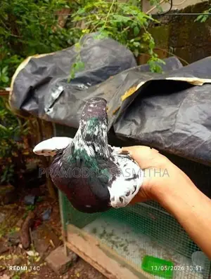 Pigeon