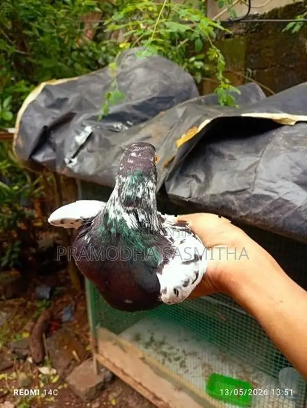 Pigeon