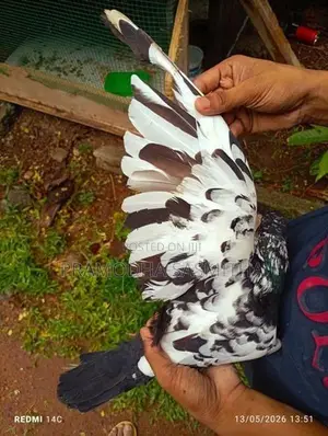 Pigeon
