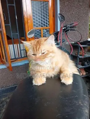 Persian Cat