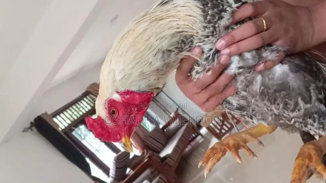 Rooster