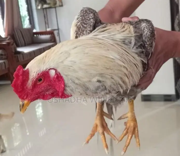 Rooster