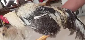 Rooster