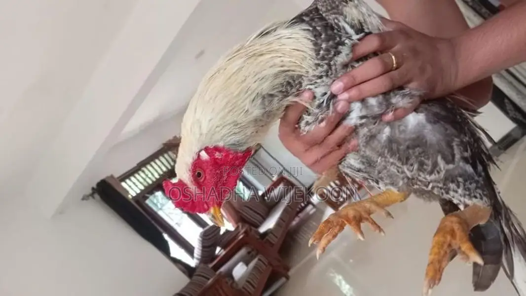 Rooster