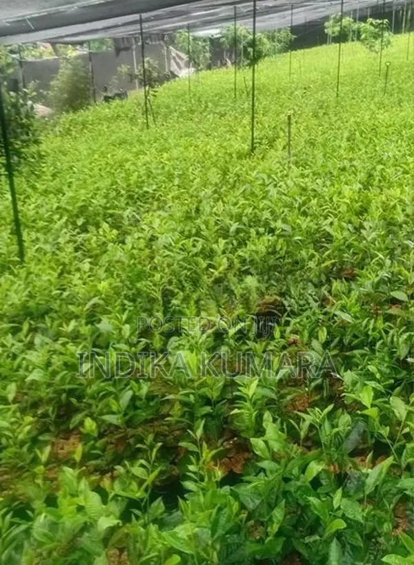 Tea Plant