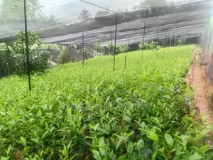 Tea Plant