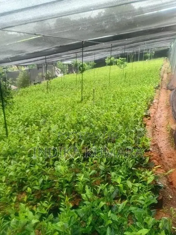 Tea Plant