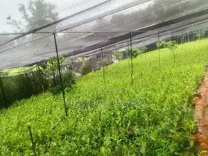 Tea Plant