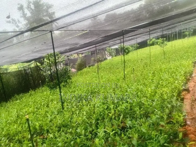 Tea Plant