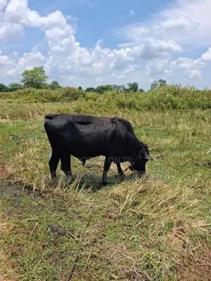 Qurban Bulls