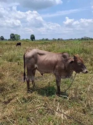 Qurban Bulls