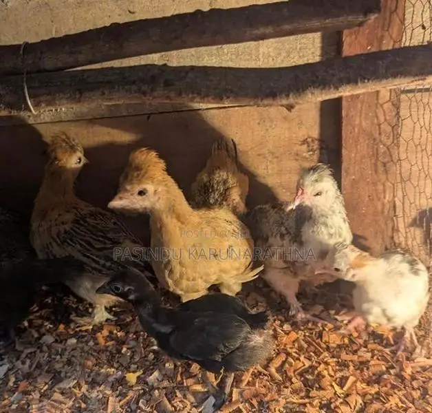 Bantam පැටව්න්
