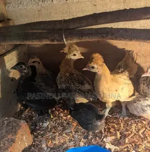 Bantam පැටව්න්