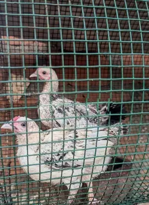 Bantam පැටව්න්