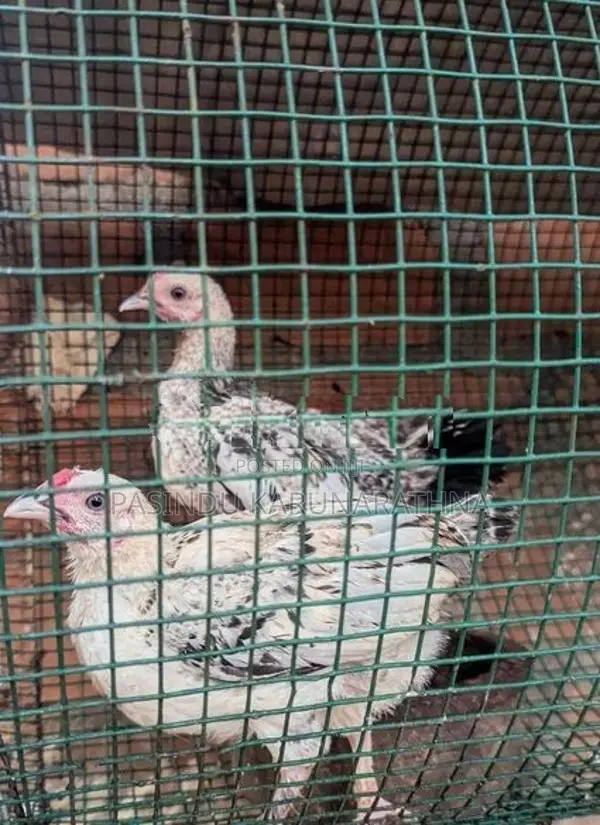 Bantam පැටව්න්