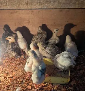 Bantam පැටව්න්