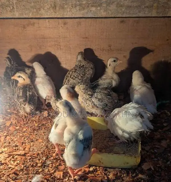 Bantam පැටව්න්