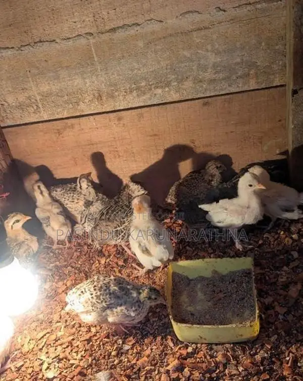 Bantam පැටව්න්