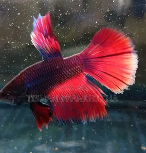 Fighter Fish