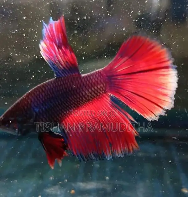 Fighter Fish