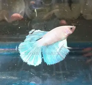 Fighter Fish