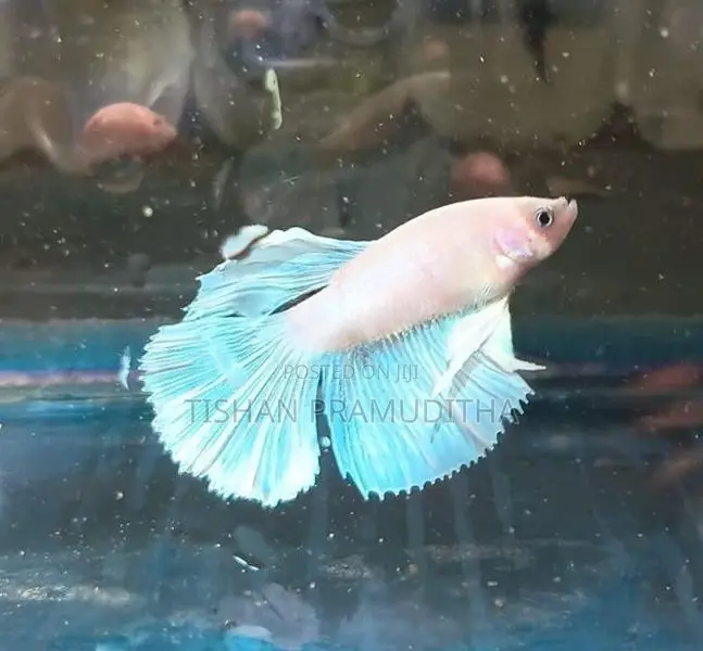 Fighter Fish