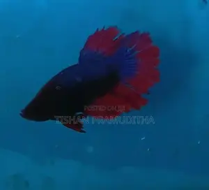 Fighter Fish