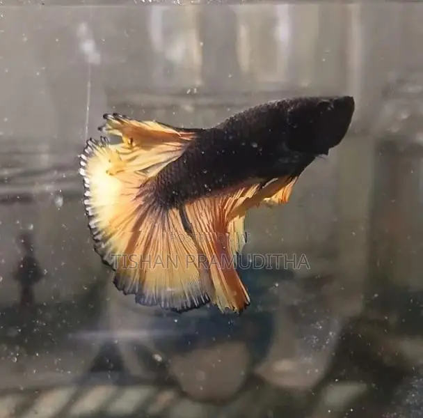 Fighter Fish