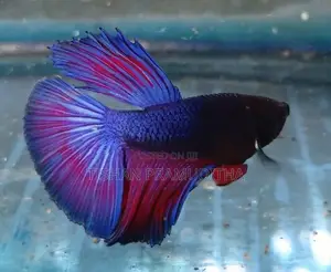 Fighter Fish