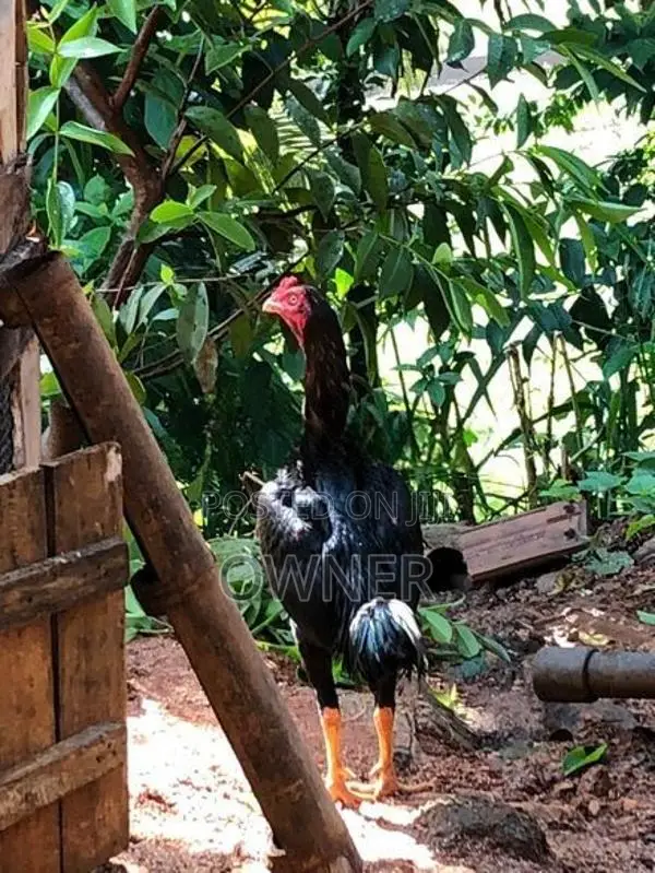 Farm Hen