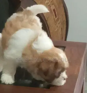 Shih Tzu Puppies