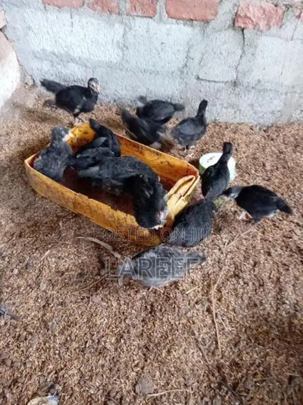 Country Chicken