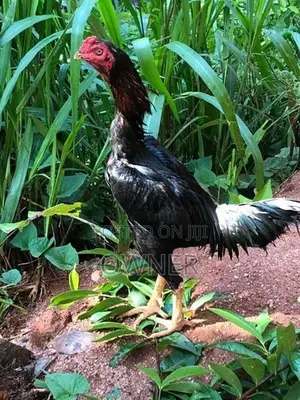 Farm Hen