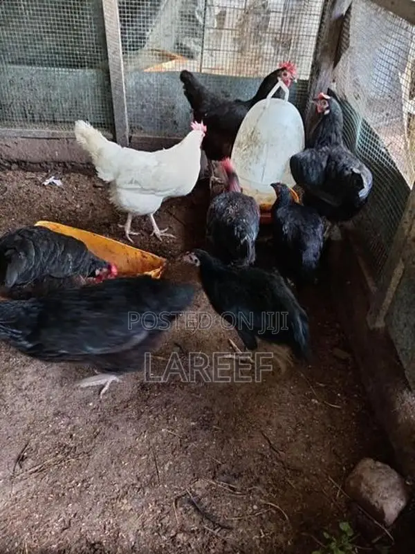 Country Chicken