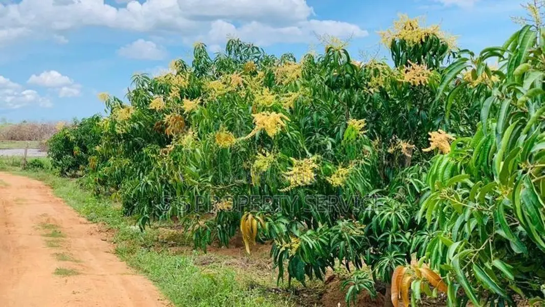 25 acre mango orchard with all facilities is for sale (SSPL-411)