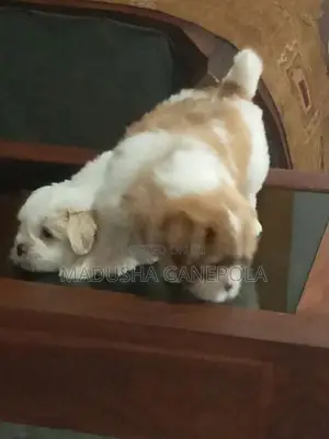 Shih Tzu Puppies