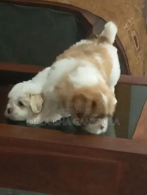 Shih Tzu Puppies