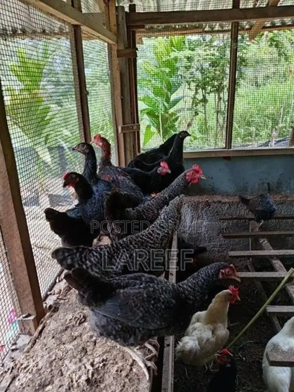 Country Chicken