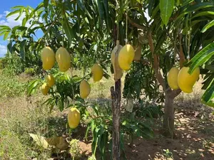 25 acre mango orchard with all facilities is for sale (SSPL-411)