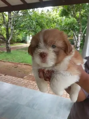 Shih Tzu Puppies