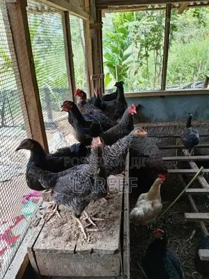 Country Chicken