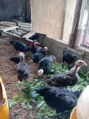 Country Chicken