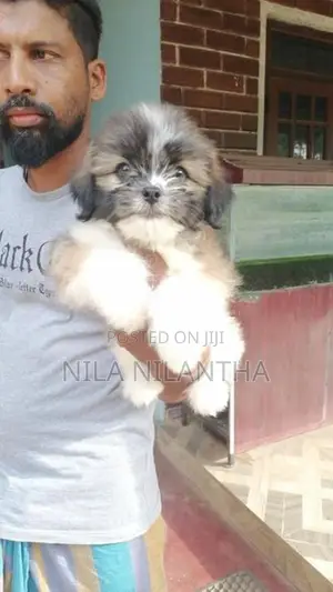 Shih Tzu Puppy