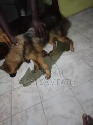 German Shepherd Puppy